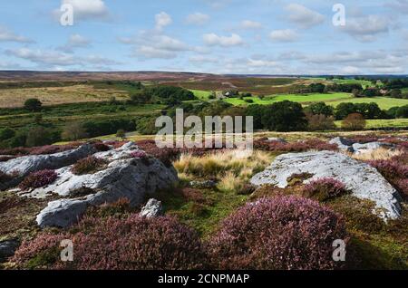 Raue Moorlandschaft mit großen Felsbrocken, einschließlich blühender wilder Heide und Felder in den North York Moors im Sommer in der Nähe von Goathland, Yorkshire, UK.