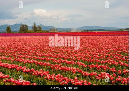 Blick auf Tulpenfelder im Frühling im Skagit Valley bei Mount Vernon, Washington State, USA. Stockfoto