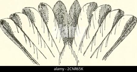 . Die Vögel des östlichen Nordamerika bekannt, östlich des neunzehnten Meridian auftreten .. . Kehle, liright orauge; erowti, schwarz, gestreift witli weißen Schwarzburnian Walker. DcHih-oira hhtckhioiiiii (erwachsener Mann), siehe Nr. 505. Krone, Rücken und Rumpf, leuchtend olivgrün; Seiten des Kopfes, gelblich; Kehle, meist witli ini&gt;r(! Oder weniger Hinweise auf Schwarz in den meisten sptH-Inicns: Innerweben von twHi Außenschwanzfedern, weiß. Schwarz=Kehlkopf Qreen W-Arbler. Dendroicd rireiis (Herbst und unreif), siehe Nr. 508. Krone, schwarz; Rücken, ich^rayish oliv, gesträhnt mit Lilack: Rumpf, wie Rücken. Schwarz=Poll-Waldläufer. Dend Stockfoto