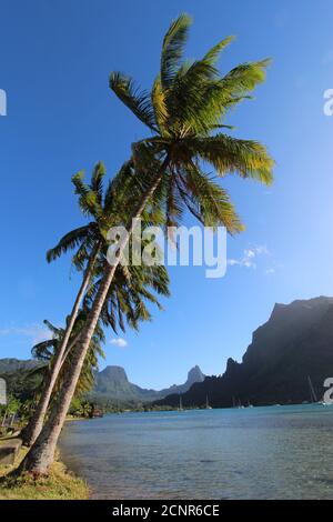 Cooks Bay Moorea ist einer der schönsten Orte der Welt. Benannt nach dem Entdecker Captain Cook, ist es die perfekte Postkartenposition. Stockfoto