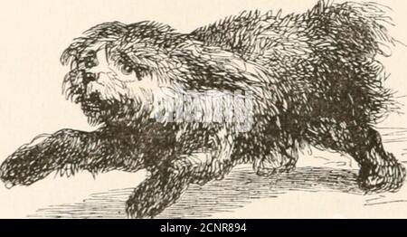 . Tresor Des Feves Et Fleur Des Pois . « Si tu menois la Bichonne; » lui cria Brisquette.La Bichonne étoit déjà hien loin.. HISTOIRE DU CHIEN DE BRISQUET. LlJ Elle étoit si loin que Brisquet la perdit bientôt de; vue.et il avoitbeau crier : «Biscotin ! Biscotine ! » On n(^ lui ré-pondoit pas. Stockfoto