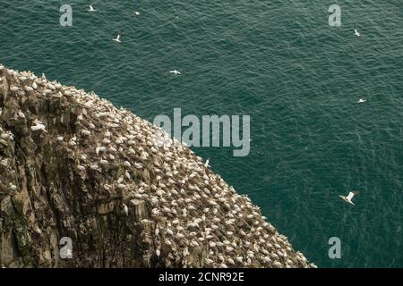 Nördliche Gannet (Morus bassanus) erweiterte Nistkolonie, Cape St. Mary's Ecological Preserve, Neufundland und Labrador, Kanada Stockfoto