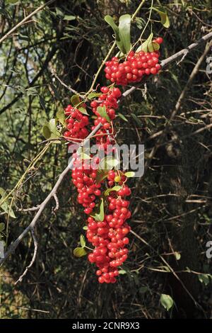 Trauben von Beeren des mediterranen Smilax, Smilax aspera Stockfoto