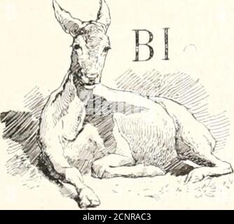 . La Journee De Petit Jean . IX LA LEÇONMaman, je no voudrais pas lire, CEST ennuyeux.Ba, ]&gt;e, bi, ça ne veut rien dirt;... Jaime bien mieuxRegarder seulement limage Pour manmser,Kt puis, si tu me trouves sage,UN peu causer. Jaime tant les belles liisloires Que tu sais bien ;Mais ces petites lettres noires Ça ne dit rien...je pense, moi, quon est bien bète Le trouves-tu?De se casser ainsi la lète Pour bi, bo, BU.. Montre-moi lagneau qui vient boin Sa goutte deau,Le loup avec sa gueule noire Près du ruisseau;Ou bien fais-moi voir la cigogne et son long cou,Ou le vilain oiseau qui grogne, Le Stockfoto