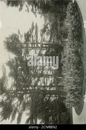 . Das Buch der Vögel; gemeinsame Vögel der Stadt und Land und amerikanische Wildvögel . VORITE NISTKASTEN von Vogelhäusern, für jene Vögel, die über Gebäude oder in Baumlöchern nisten, zu versorgen, scheint es eine fast unendliche Vielfalt zu geben; Baumstümpfe, real oder künstlich, Kisten, Kinderbetten, Häuser, große und aufwendige Herrenhäuser, Fasshäuser, Kürbisse, Blumentöpfe, Blechdosen, Regale und alle Arten von Vorrichtungen (siehe Seite 176). Die Nistkästen auf meinem Platz waren von Kreischeulen, Blauvögeln, Windhuhnküken, Baumschwalben, Flimmern, Weißbreastednuthatches und Großkammfischer besetzt (siehe Seite Stockfoto