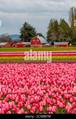 Blick auf Tulpenfelder im Frühling im Skagit Valley bei Mount Vernon, Washington State, USA mit einer Scheune im Hintergrund. Stockfoto