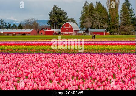 Blick auf Tulpenfelder im Frühling im Skagit Valley bei Mount Vernon, Washington State, USA mit einer Scheune im Hintergrund. Stockfoto