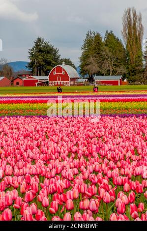 Blick auf Tulpenfelder im Frühling im Skagit Valley bei Mount Vernon, Washington State, USA mit einer Scheune im Hintergrund. Stockfoto