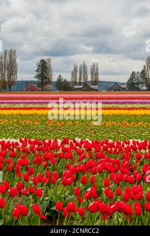 Blick auf Tulpenfelder im Frühling im Skagit Valley bei Mount Vernon, Washington State, USA mit einer Scheune im Hintergrund. Stockfoto