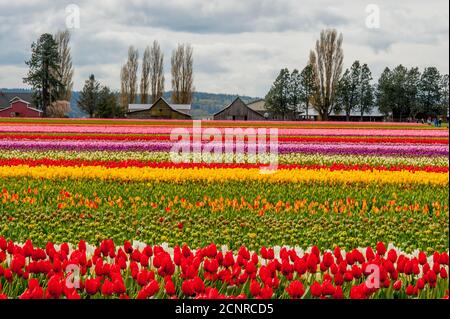 Blick auf Tulpenfelder im Frühling im Skagit Valley bei Mount Vernon, Washington State, USA mit einer Scheune im Hintergrund. Stockfoto