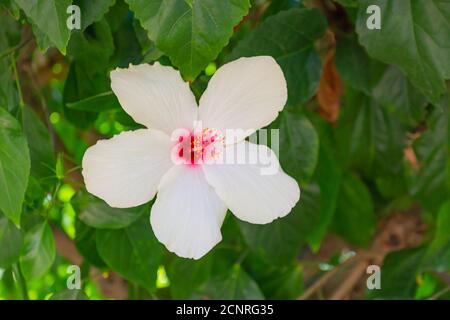 Weiße Hibiskusblüte mit grünen Blättern wächst im Sommer auf einem Busch. Stockfoto