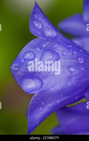 Nahaufnahme einer Glockenblume (CAMPANULA persicifolia) mit Regentropfen in einem Garten in Bellevue, Washington State, USA. Stockfoto