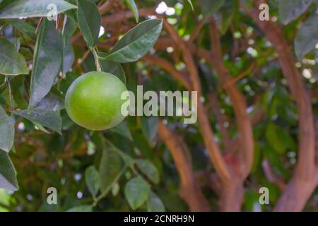 Frische grüne Orange auf einem Ast im Garten Stockfoto