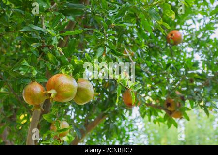 Granatäpfel reifen auf einem Baum in einem Bauerngarten Stockfoto