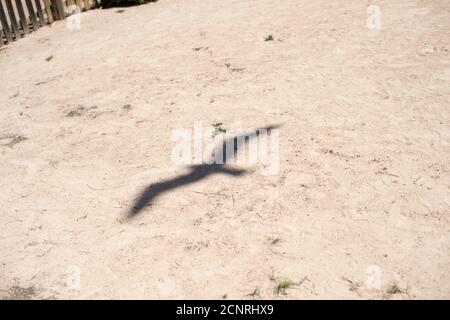 Ibiza, Grand Palladium Palace Ibiza Resort & Spa, Balearen, Sand, Möwe, Schatten Stockfoto