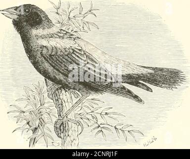 . Die Vögel des östlichen Nordamerika bekannt, östlich des neunzehnten Meridian auftreten .. . Kopf und Rücken, schwarz; Rest der Unterteile, kastanienbraun. Obstgarten Oriole. Icterus spKriits (männlich). Ich sehe Nein, 378. Krone und Rücken, grünlich, witlioutstripes; iiiudcrpaits, gelb (notorange); Flügel, unter 3.45. Obstgarten Oriole. Icterus sjiarius { fdiKile).Siehe Nr. 378. Krone, mit gelbem L) uft in der Mitte, umrandet von Ijlack; Rücken, schwarz gesträhnt; Unterteile, blass yel-low, mit L>Ufl gefärbt; Schwanzfedern, ich spitz. Bobolink Reisvogel. DoUchonyx orijr-ivorns {weiblich). Siehe Nr. 370. (>ichar(l Oriole. FA Stockfoto