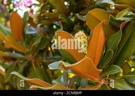 Magnolie Frucht auf dem grünen Blätter Hintergrund. Magnolia Samt Samt Schote auf Baum. Magnolia soulangeana. Stockfoto