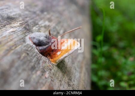 Leccinum scabrum bekannt als t scaber Stiel, und Birke Bolete auf alten gree Stamm Stockfoto