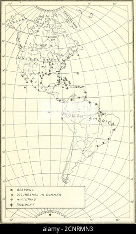 . Verteilung und Migration nordamerikanischer Reiher und ihrer Verbündeten . ^, LowerCalifornia und auf Socorro Island. Die Art ist eine gemeinsame breederin den Bahamas und den Westindien, und weniger häufig und etwas-was lokal in Mittelamerika und Nord-Süd-Amerikasouth zu Paranagua, Brasilien (Pelzeln) ; und Tumbez, Peru (Tacza-nowski). Winter Range. - der gelb-gekrönte Nachtreiher scheint zu desertdie Vereinigten Staaten während des Winters, obwohl ein verletzter Vogel spentthe Winter von 1909-10 bei Upper Matecumbe Key, Fla. (Brodhead), und zwei Vögel wurden im Januar gesehen, 1912, in der Nähe von Brownsville, Y Stockfoto