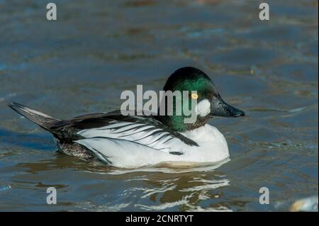 Eine männliche Ente im Skagit Valley in der Nähe von La Conner im US-Bundesstaat Washington. Stockfoto