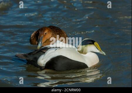 Eine männliche Eder-Ente (Somateria mollissima) schwimmt auf einem Teich im Skagit-Tal bei La Conner im US-Bundesstaat Washington. Stockfoto