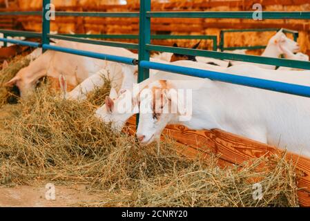 Europäische Ziegenfarm. Füttern von Ziegen auf dem Bauernhof. Stockfoto