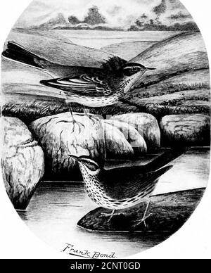 . Die Vögel von Wyoming . CINCLUS MEXICANUS. American Dipper. (Im Hintergrund verschachteln.) 7. ANTHUS SPRAGUEII. Sprites Pipit.Seiurus NOVERBORACENSIS NOTABIUS. Grinnells Water Thrash. Die Vögel von Wyoming. 151 ähnelte der einer Schwalbe. Ein Nest, das ich bei Ten Sleep Creek beobachtete, war etwa einen Fuß im Durchmesser und sonear ein Wasserfall, dass das Äußere ständig mit Spray angefeuchtet wurde. Die Öffnung war nahe dem Wasserrand, kreisförmig, und erinnerte mich an die halsähnliche Öffnung des Nestes der Klippenschwalbe. Siehe die Abbildungen im Hintergrund des Bildes von, diese Art. THRASHER. 702. Stockfoto
