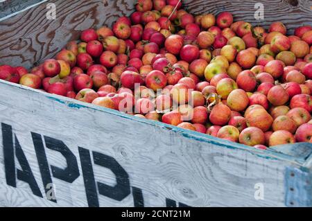 Holzkiste voller frischer roter Äpfel. Ernte von frischen Bio-Äpfeln im Herbst. ÄPFEL auf der Seite der Kiste schabloniert. Stockfoto