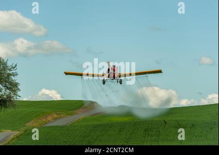 Im Palouse Country in der Nähe von Moskau, Idaho, USA, besprüht ein Getreideduster ein Weizenfeld mit Pestiziden. Stockfoto