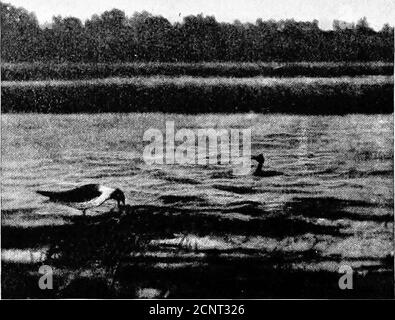 . Unter den Wasser-Geflügel : Beobachtung, Abenteuer, Fotografie : eine beliebte Erzählung über die Wasser-Geflügel, wie in den nördlichen und mittleren Staaten und unteren Kanada gefunden, östlich der Rocky Mountains. Ck in kleinen Parteien, und Promenade auf und ab Broadwav. Zwei von ihnen näherten sich ihren Nestern und kletterten unbeholfen auf sie. Theirpurpose war es, ihre Eier mehr perfekt zu bedecken, als in ihrer Eile, die sie getan hatten, als das Boot näherte. Sobald dies erreicht war, glitten sie oft ins Wasser und schoben sich ihren Gefährten wieder. Leider waren sie nicht ganz im Bereich der Kamera Stockfoto