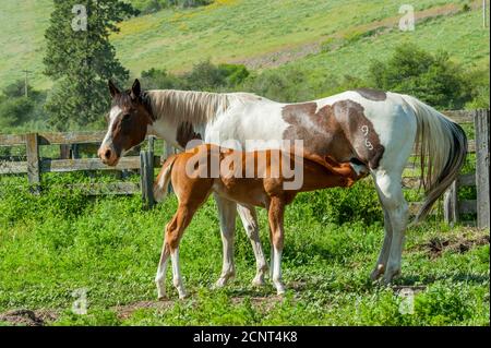 Ein 10 Tage altes hengstfohlen (Pferd) ist in Whitman County im Palouse bei Pullman, Eastern Washington State, USA, zur Krankenpflege tätig. Stockfoto