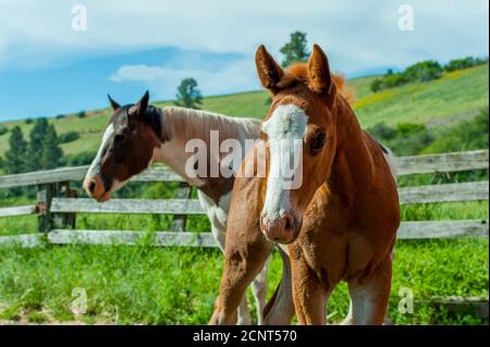 Eine Stute mit einem 10 Tage alten hengstfohlen (Pferd) in Whitman County im Palouse bei Pullman, Eastern Washington State, USA. Stockfoto