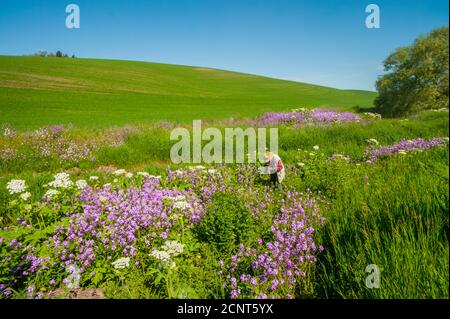 Ein Mann fotografiert Phlox- und Kuhparsnip entlang eines kleinen Baches in der Nähe von Pullman im Whitman County im Palouse, im Osten von Washington, USA. Stockfoto