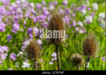 Nahaufnahme von Distelköpfen vor Phlox-Wildblumen an einem kleinen Bach in der Nähe von Pullman in Whitman County im Palouse, Eastern Washington Sta Stockfoto