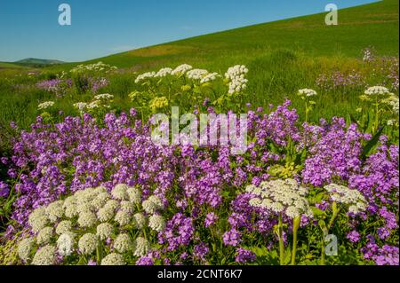 Phlox Wildblumen und Kuhparsnip entlang eines kleinen Baches in der Nähe von Pullman in Whitman County im Palouse, Eastern Washington State, USA. Stockfoto