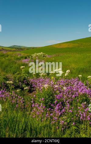 Phlox Wildblumen und Kuhparsnip entlang eines kleinen Baches in der Nähe von Pullman in Whitman County im Palouse, Eastern Washington State, USA. Stockfoto