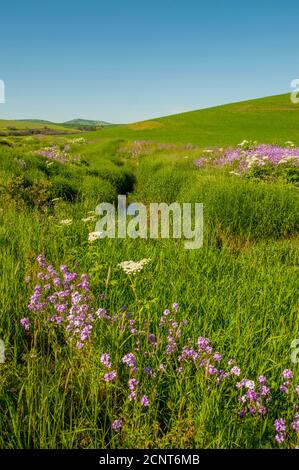 Phlox Wildblumen und Kuhparsnip entlang eines kleinen Baches in der Nähe von Pullman in Whitman County im Palouse, Eastern Washington State, USA. Stockfoto