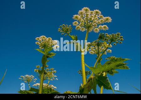 Kuhparsnip entlang eines kleinen Baches in der Nähe von Pullman in Whitman County im Palouse, Eastern Washington State, USA. Stockfoto