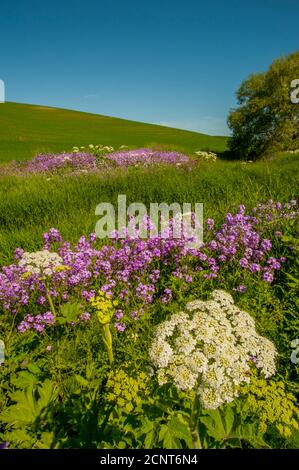 Phlox Wildblumen und Kuhparsnip entlang eines kleinen Baches in der Nähe von Pullman in Whitman County im Palouse, Eastern Washington State, USA. Stockfoto