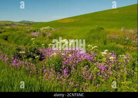 Phlox Wildblumen und Kuhparsnip entlang eines kleinen Baches in der Nähe von Pullman in Whitman County im Palouse, Eastern Washington State, USA. Stockfoto