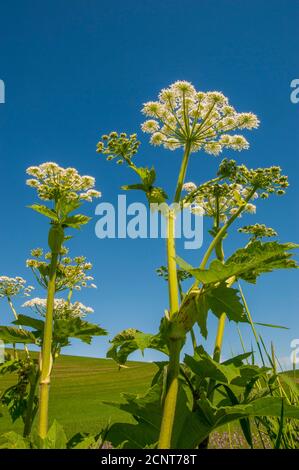 Kuhparsnip entlang eines kleinen Baches in der Nähe von Pullman in Whitman County im Palouse, Eastern Washington State, USA. Stockfoto