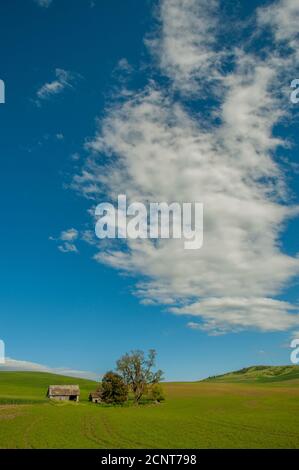 Wolken über einem verlassenen alten Bauernhaus in einem Weizenfeld in Whitman County im Palouse in der Nähe von Pullman, Eastern Washington State, USA. Stockfoto