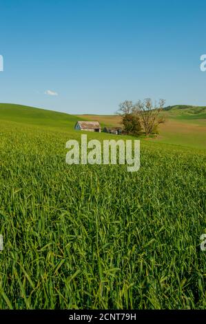 Blick auf ein verlassene alte Bauernhaus in einem Weizenfeld in Whitman County im Palouse in der Nähe von Pullman, Eastern Washington State, USA. Stockfoto