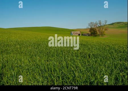 Blick auf ein verlassene alte Bauernhaus in einem Weizenfeld in Whitman County im Palouse in der Nähe von Pullman, Eastern Washington State, USA. Stockfoto