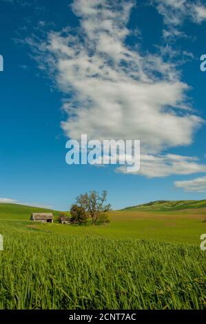 Wolken über einem verlassenen alten Bauernhaus in einem Weizenfeld in Whitman County im Palouse in der Nähe von Pullman, Eastern Washington State, USA. Stockfoto