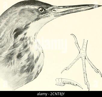 . Die Vögel des östlichen Nordamerika bekannt, östlich des neunzehnten Meridian auftreten .. . -*Siat^^;S^ Louisiana Heron.Rücken, Aschgrau: Grundfarben, schief grau; Bauch und Seiten, weiß. Ardea tricolor ru tir/&gt;UIs. Louisiana Heron. Siehe So. 15 G 92 SCHLÜSSEL ZUM LILKDS VON OST-NORDAMERIKA.. GEU([niiiiarits, blackish ml pluiuM-c, tawny braun, fleckig und gestreift mit dunkelbraun ; iiiiiiiht snrlaee of Botnnrns le&gt;Uiji)i(&gt;siis. Amerikanische Bittern.Siehe Xo. 145. Schnabel, lurije; Kopf oben, schwarz; Liack,)-Niicticdrax, Rinlactus. Yenow=Kröner Nachtreiher.Siehe Xo. 1(50. Stockfoto