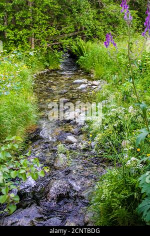 Kleiner schöner natürlicher Fluss im Wald von Hemsedal, Viken, Buskerud, Norwegen. Stockfoto