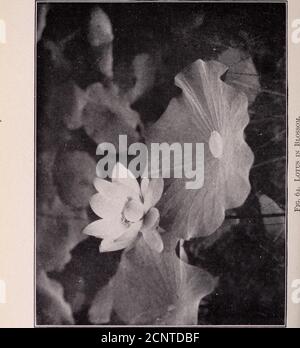 . Unsere Suche nach einer Wildnis; ein Bericht von zwei ornithologischen Expeditionen nach Venezuela und nach Britisch-Guayana. Utive Arzt-Vogel, wie die Eingeborenen die Kolibris nennen. Die Ruftvögel, die in sehr kleinen Käfigen oder Krippen eingeschlossen sind, können die hohe Temperatur unter diesen Bedingungen nicht ertragen und erliegen bald, wenn sie in der Sonne ausgelassen werden. Der Betrieb muss daher auf wenige Stunden unmittelbar nach Sonnenaufgang und vor Sonnenuntergang beschränkt werden. Ein weiteres Merkmal, das dem Vogelfänger sehr angeht, ist die Gewohnheit, die die meisten Vögel haben, einzeln oder paarweise zu gehen.EINIGE der Eisvögel, wie die Y Stockfoto