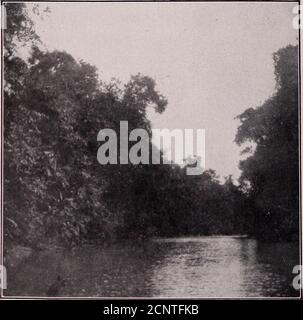 . Unsere Suche nach einer Wildnis; ein Bericht von zwei ornithologischen Expeditionen nach Venezuela und nach Britisch-Guayana . Ppose es waren Fische; und wir waren so rostrot-ful, dass verschont werden, dass wir fröhlich zu einem sloopdrapiert mit Streifen Fleisch, wie ein Haus ist mit Smilaxat Weihnachten festooned. Solange die Speisekammer niedrig war, wusste der Kapitän keinen Seelenfrieden aus Angst, dass seine Mannschaft uns und die Schlinge verlassen würde. So war der Kauf einer solchen Delikatesse wie Fleischwaren ein erfolgreiches Stück Strategie. Mit all ihren Fehlern gibt es unter den Venezolanern, wie unter den Mexikanern, eine gewisse Ritterlichkeit gegenüber Frauen; und Stockfoto