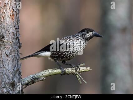 Gefleckter Nussknacker im Pinienwald Stockfoto